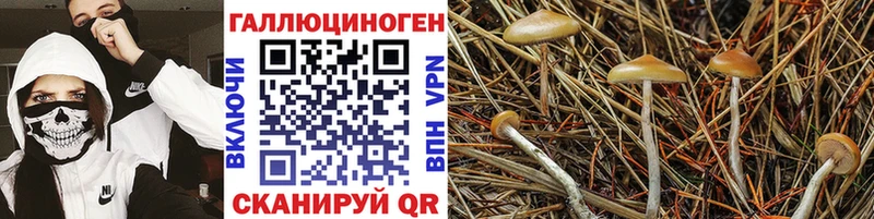 Галлюциногенные грибы Psilocybine cubensis  даркнет сайт  Сорочинск 